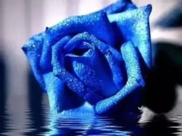 心理学:3朵蓝玫瑰,哪朵是画出来的?测你是真聪明还是真糊涂