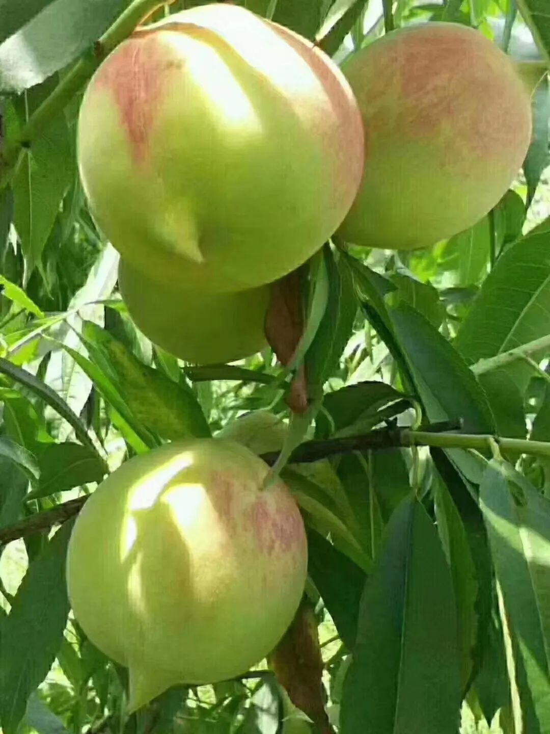 【连平蜜桃节·玩转连平之上坪桃园】甜过初恋…连平鹰嘴蜜桃火热来袭