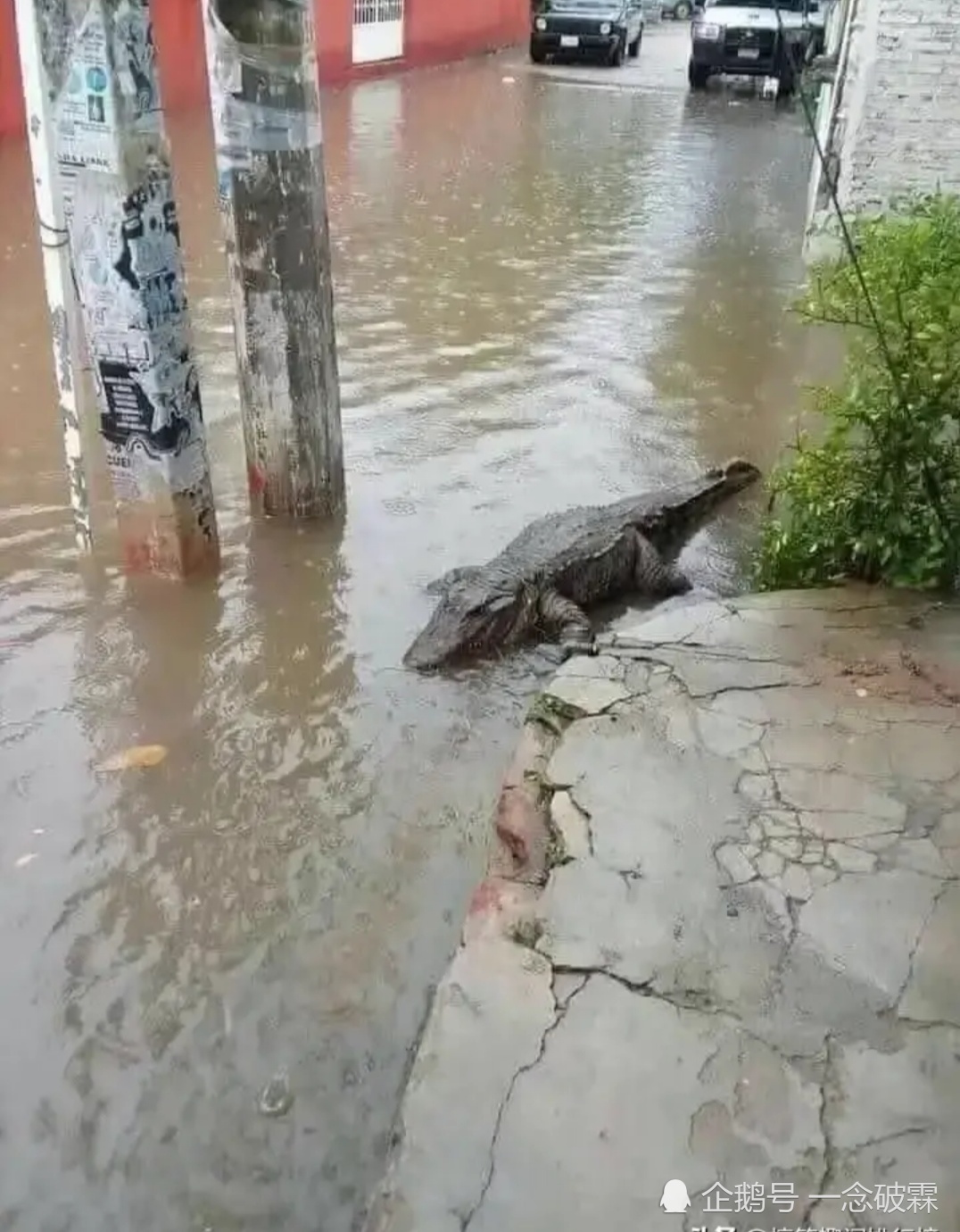 搞笑,趣图,大雨