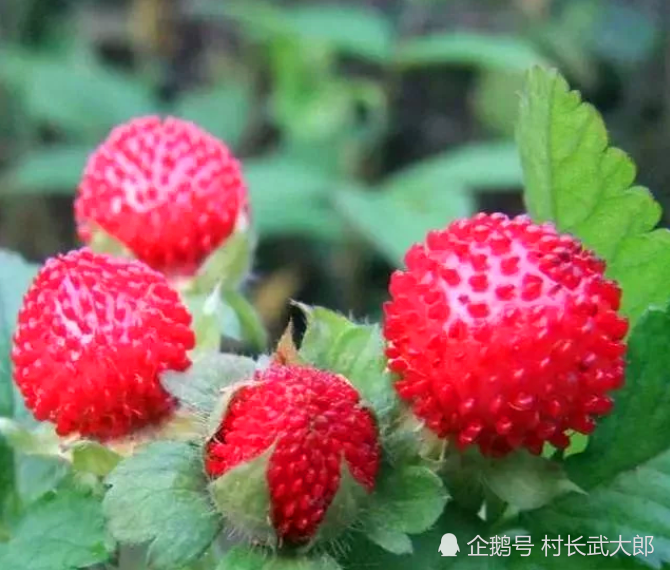 农村随处可见的"蛇泡",为何老辈人告诉孩子不能吃?