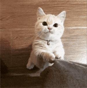 猫咪表情包:一波小可爱来袭,注意甜度哦!