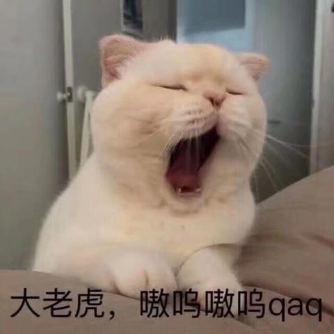 猫咪表情包:一波小可爱来袭,注意甜度哦!