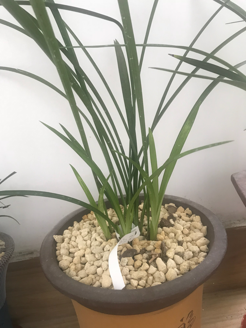 兰花叶上出现这样的小白斑,是什么原因?求解答