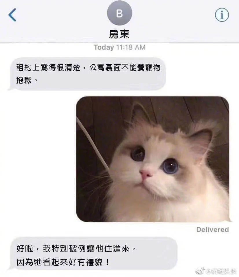 猫咪来自:@吴kiwi是一只布偶