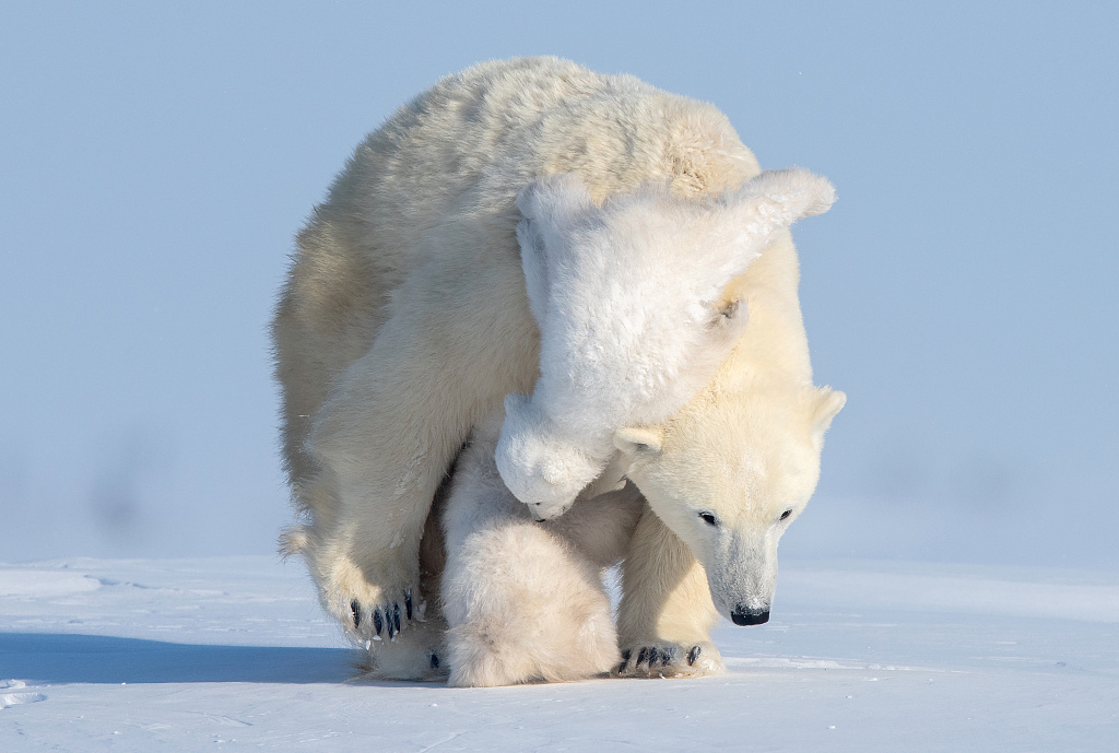 小北极熊跟着妈妈出门捕猎,走神时玩得不亦乐乎,玩玩闹闹跌了一个大跟