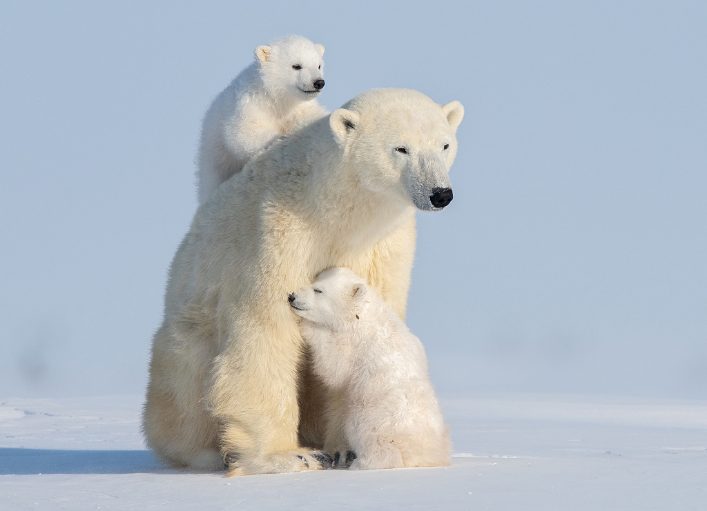 小北极熊跟着妈妈出门捕猎,走神时玩得不亦乐乎,玩玩闹闹跌了一个大跟