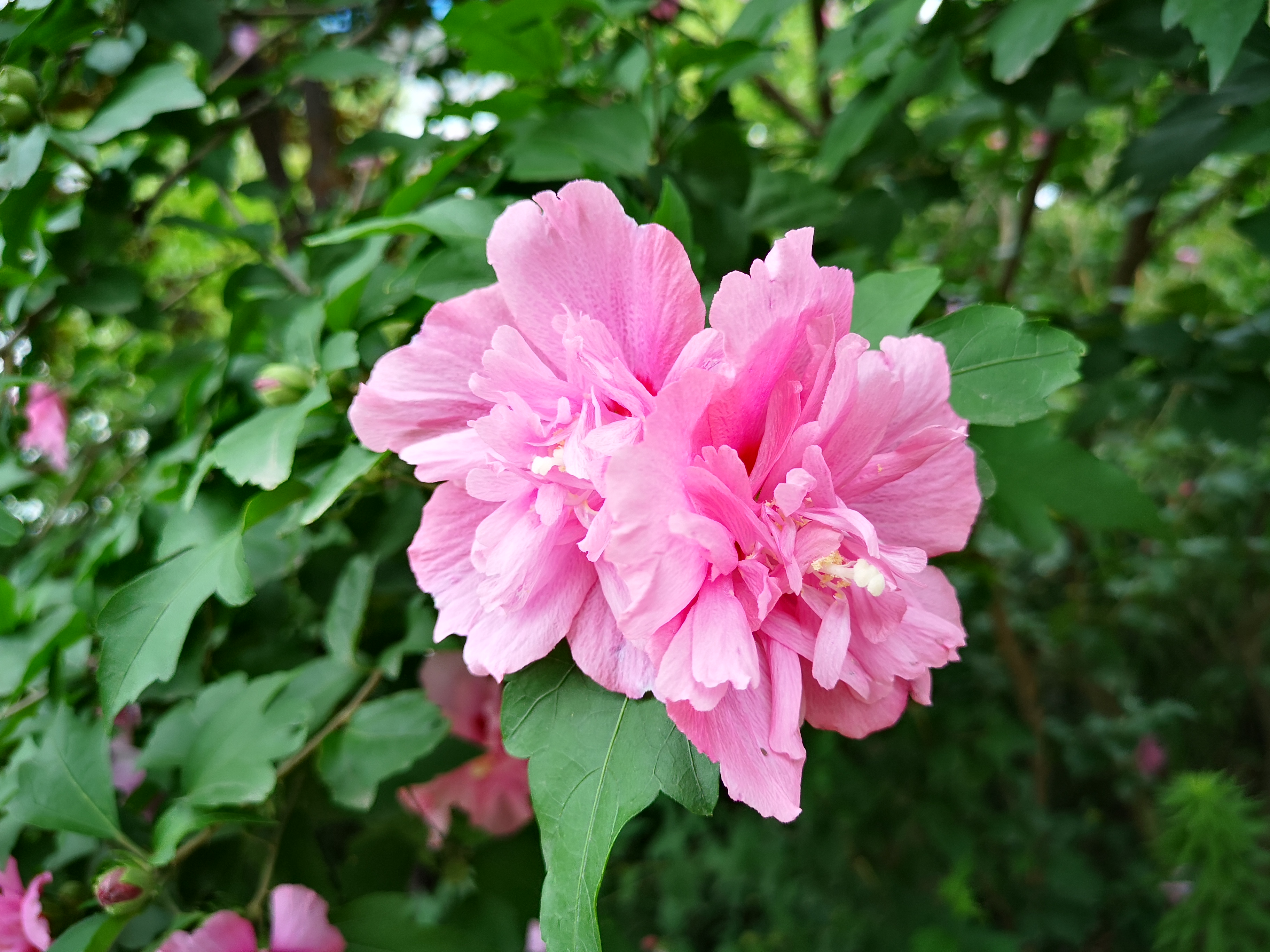 木槿花盛开,美了夏天