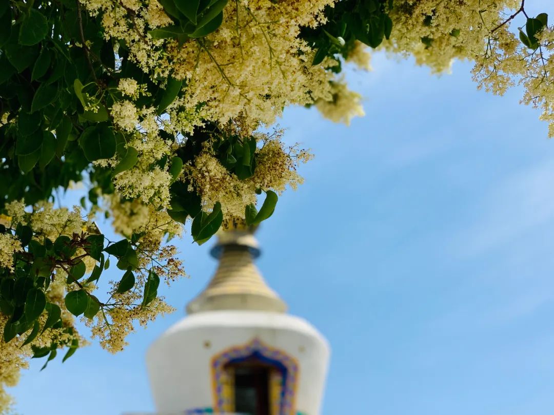 塔尔寺·菩提花开 喜见荣光