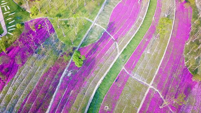 杭州旅游,小众景点,花海,美哉美城,梯田花海