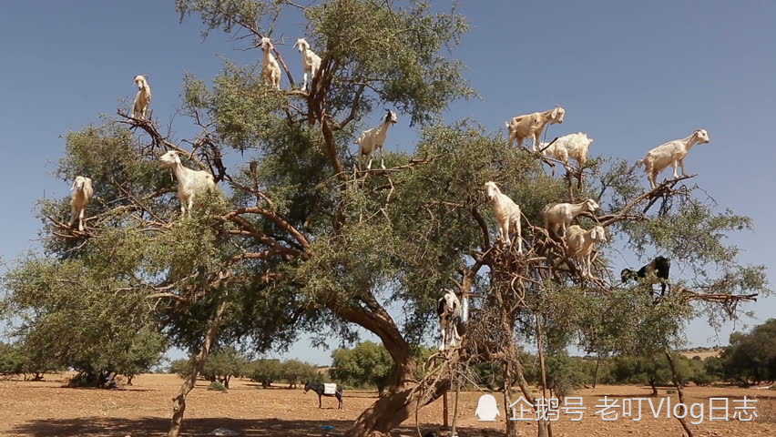 非洲会上树的羊群