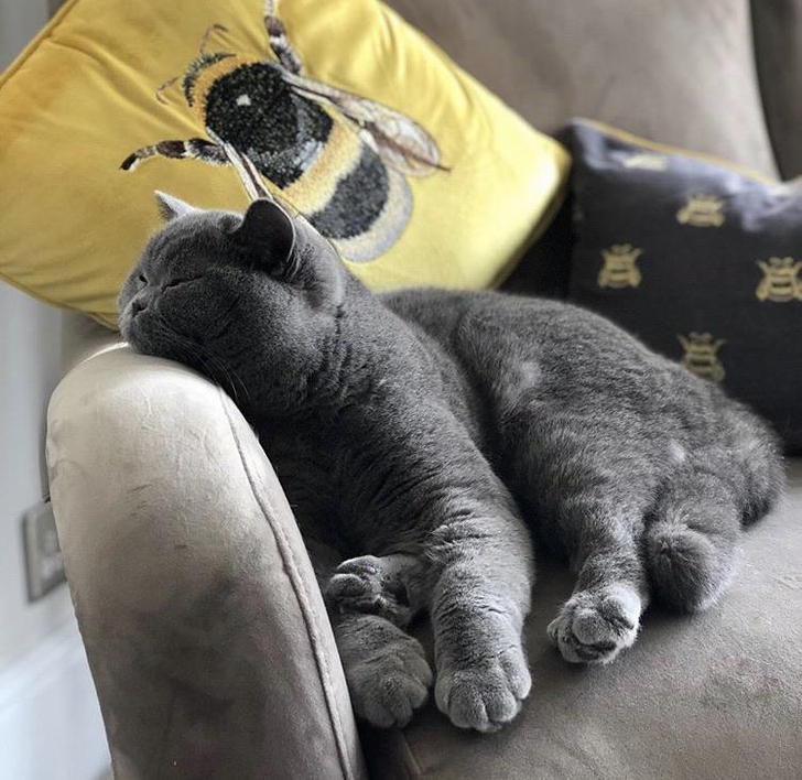 展示一下喵星人的睡觉姿势