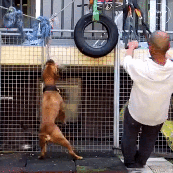 狗狗这模仿能力……是要让我无地自容吗?