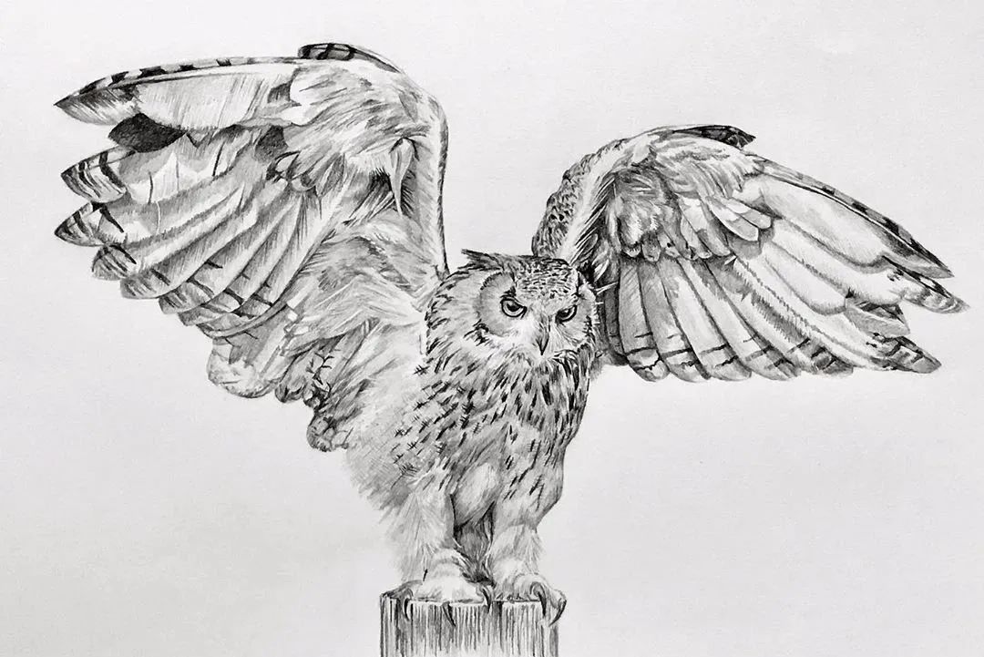 活灵活现的各种鸟类,神仙线条