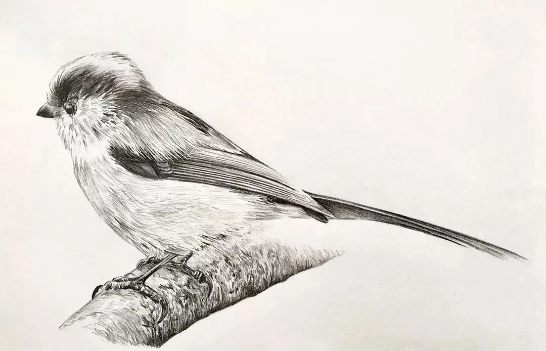 活灵活现的各种鸟类,神仙线条