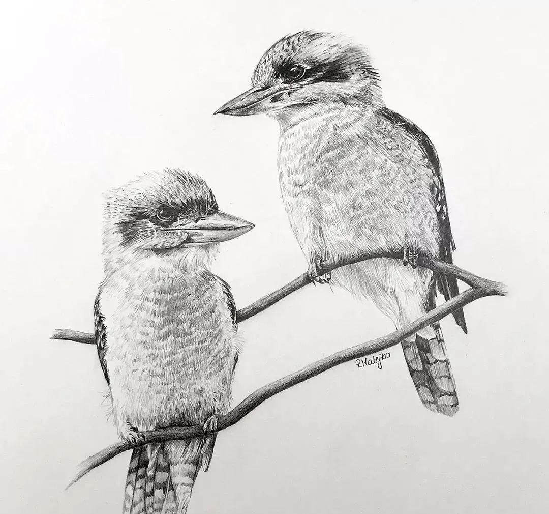 活灵活现的各种鸟类,神仙线条