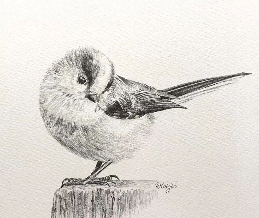 活灵活现的各种鸟类,神仙线条