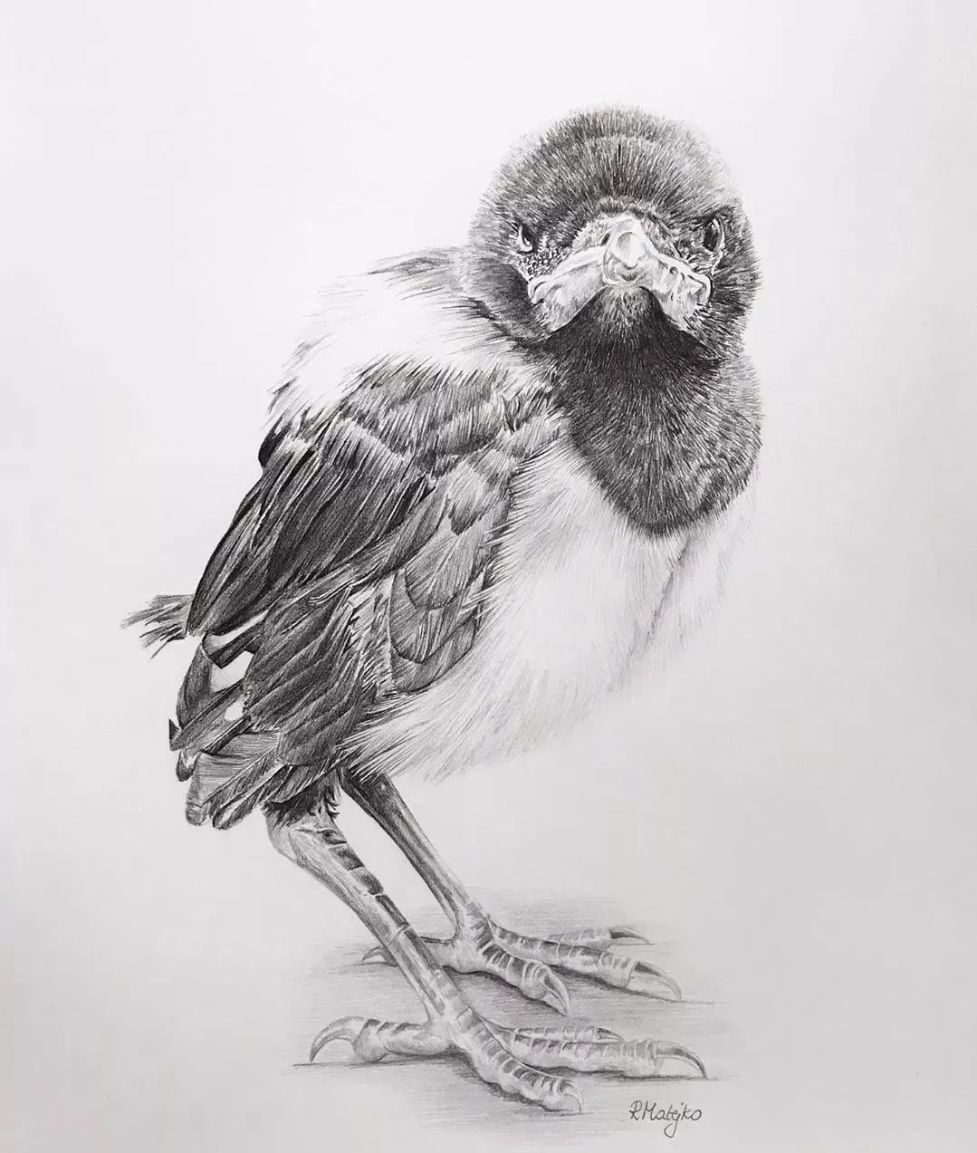 活灵活现的各种鸟类,神仙线条