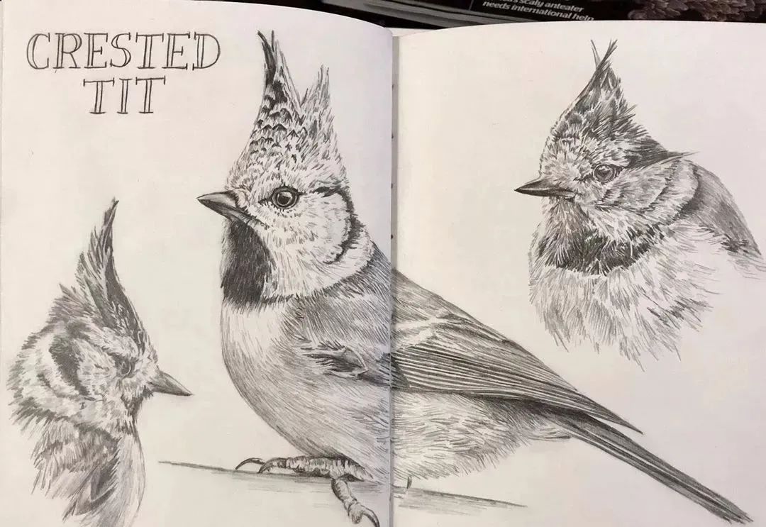 活灵活现的各种鸟类,神仙线条