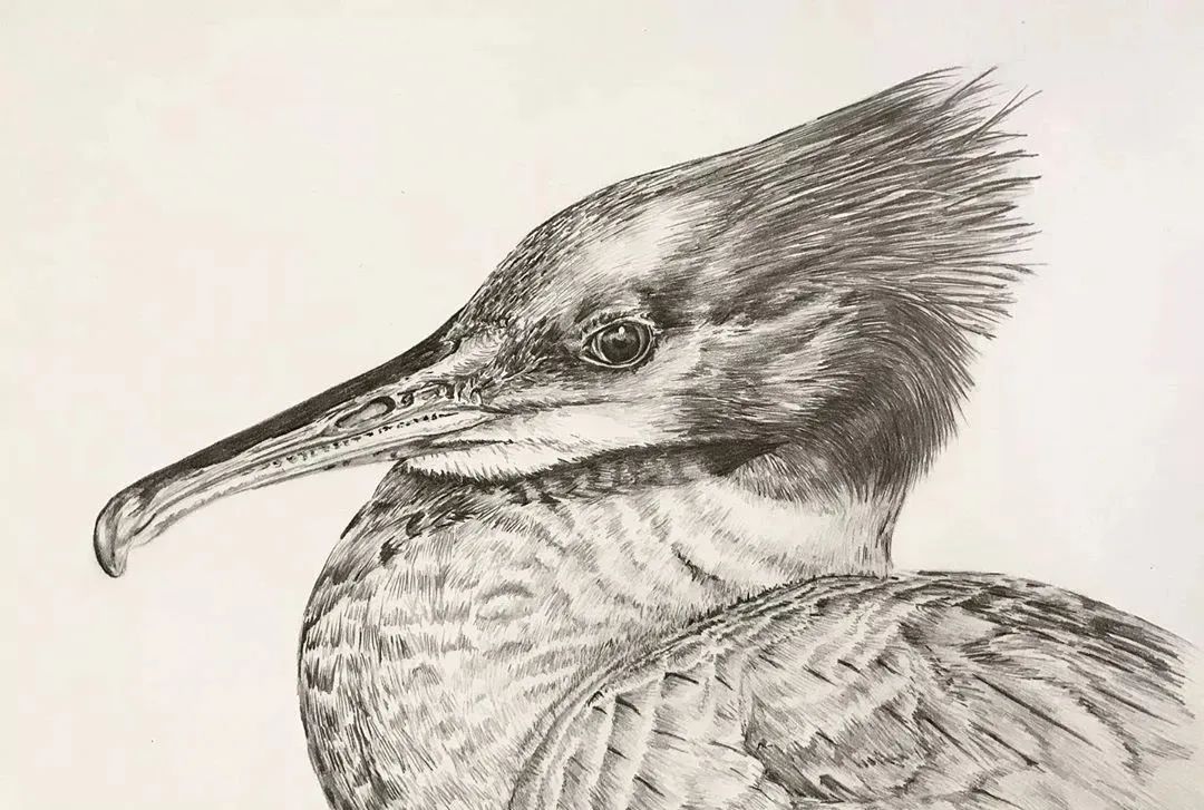 活灵活现的各种鸟类,神仙线条