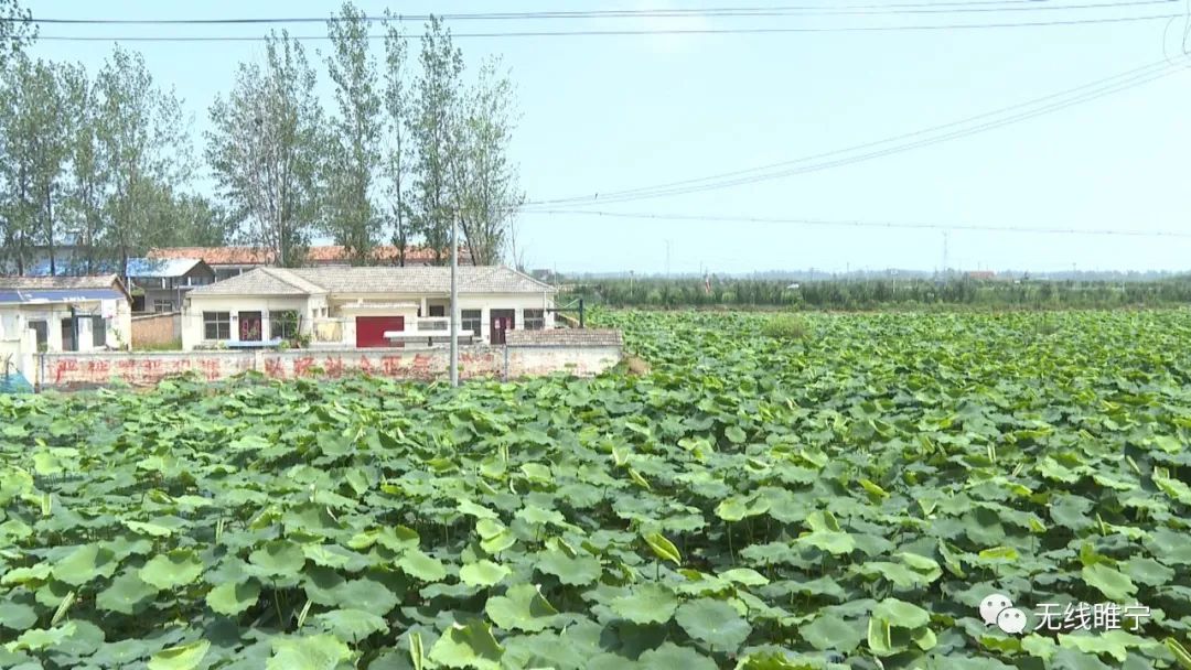 睢宁县,沙集镇,魏集村,臧强,魏集镇