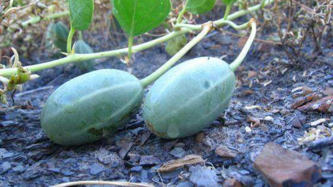 在农村有种水果叫老鼠瓜,市场价几百元一斤,可以种植吗?