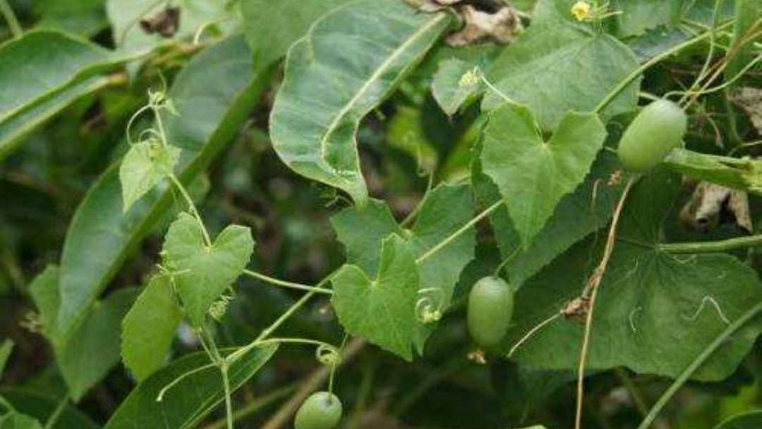 在农村有种水果叫老鼠瓜,市场价几百元一斤,可以种植吗?