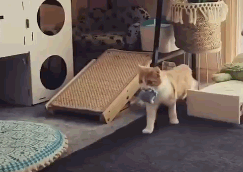 差点安乐死的瘫痪猫咪被好心人收养,6个月后竟了