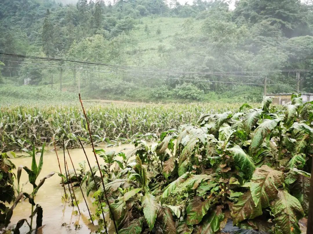 接龙乡受灾情况 大雨过后居民家中泥沙堆积.