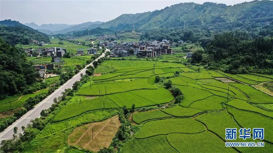 柳州融安:夏日田园美
