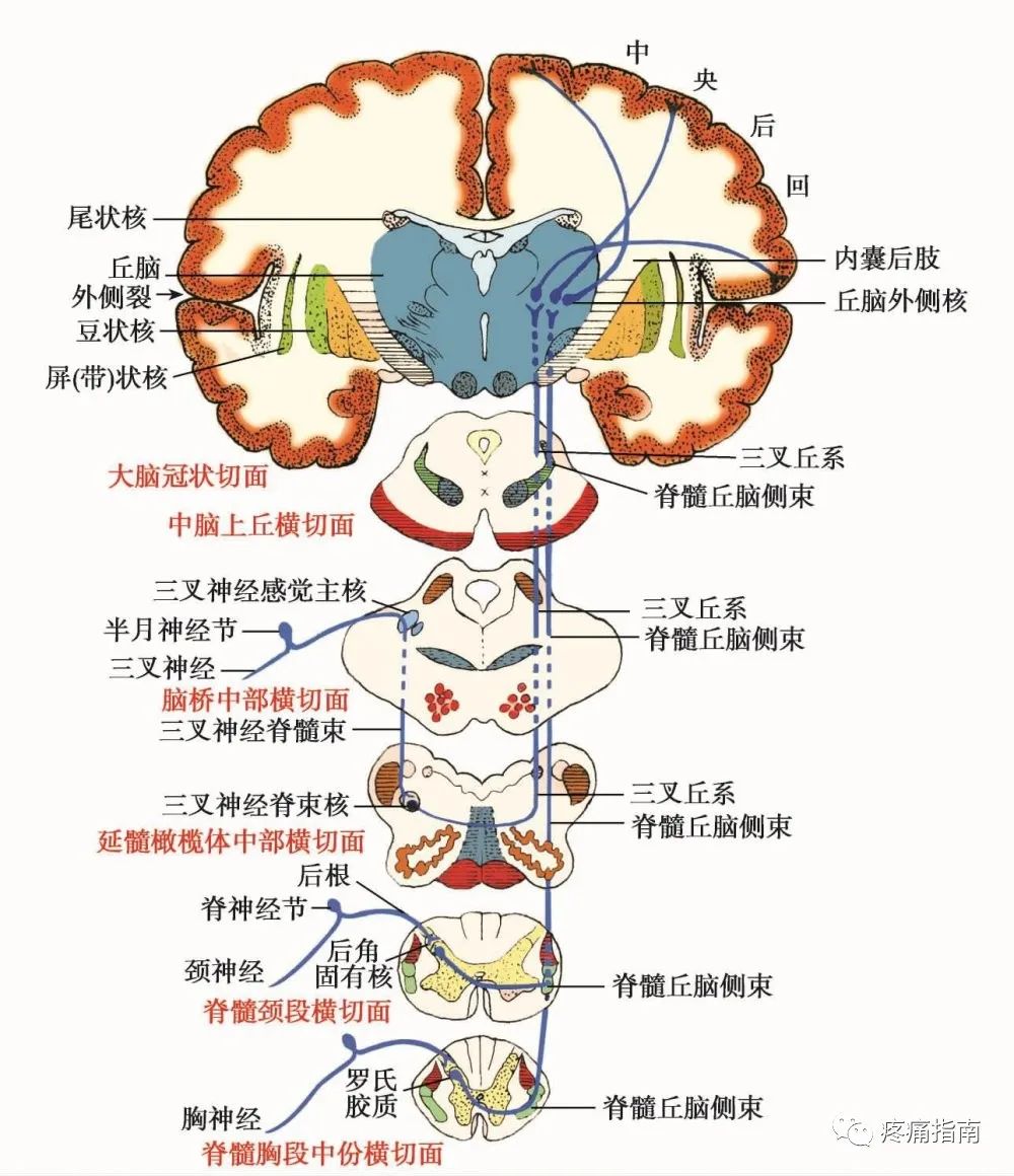 脊髓,中枢神经系统,丘脑