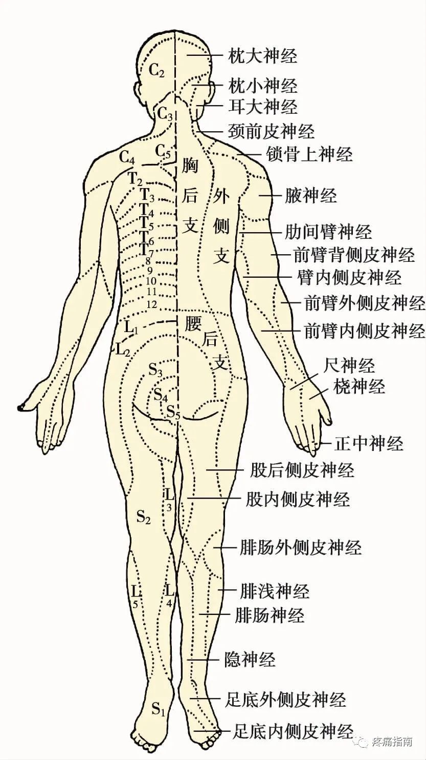 所以周围神经在体表的分布与脊髓的节段性感觉分布是不相同的(图5- 7