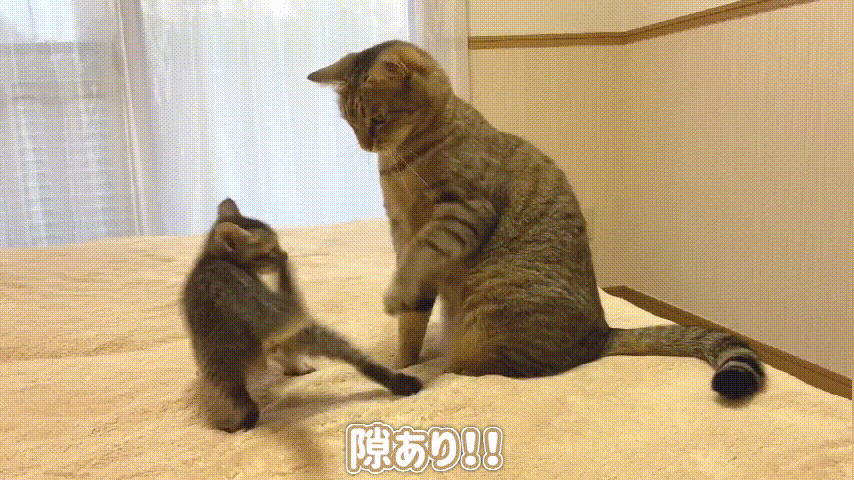 这不,一位铲屎官家的大猫终于对小猫