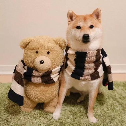 柴犬多少钱一只,哪里买好,柴犬_宠物课堂,柴犬的性格特点