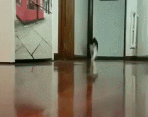 社会我猫哥,猫狠话不多,4个有趣的猫咪性格,你家主子
