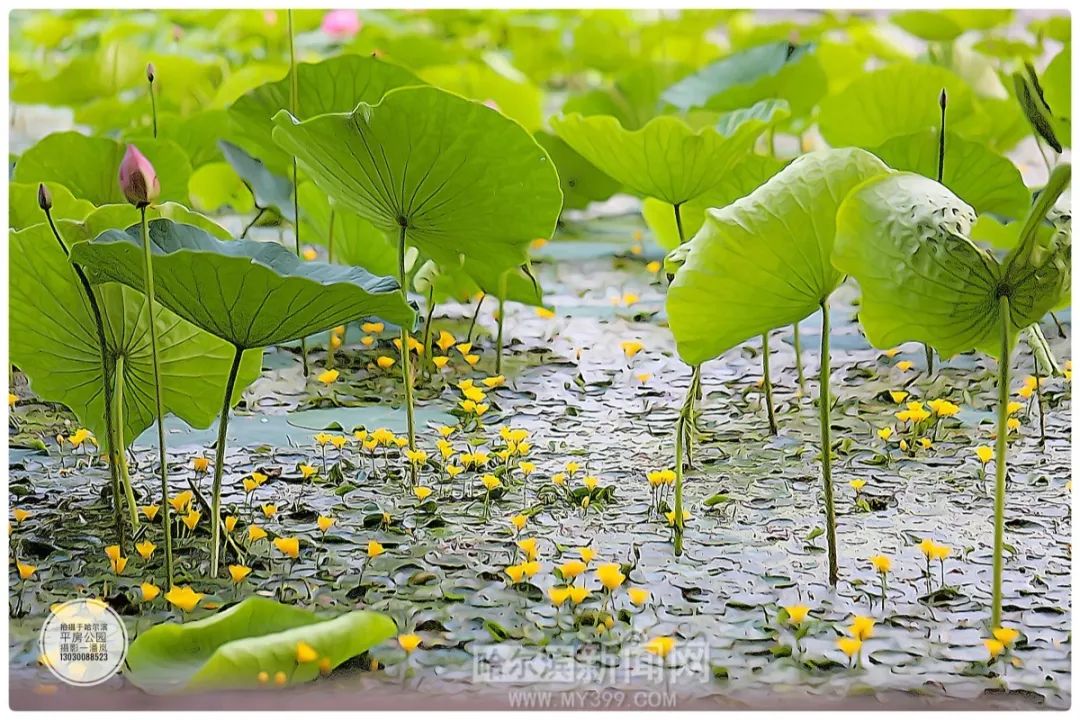 夏日赏荷正当时!美图戳这里