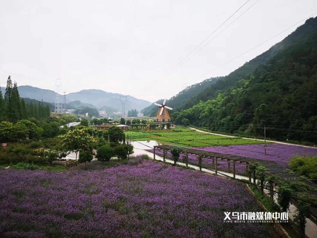 何斯路村,古村,义乌市,薰衣草,乡村旅游