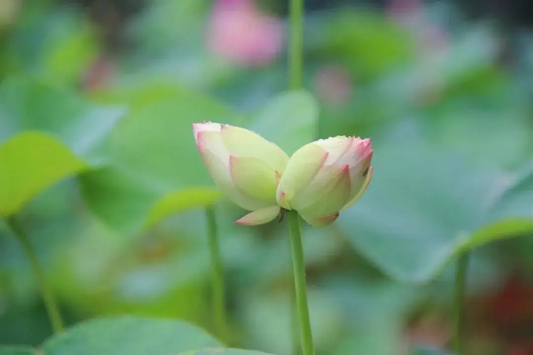 莫愁湖惊现三株并蒂莲!