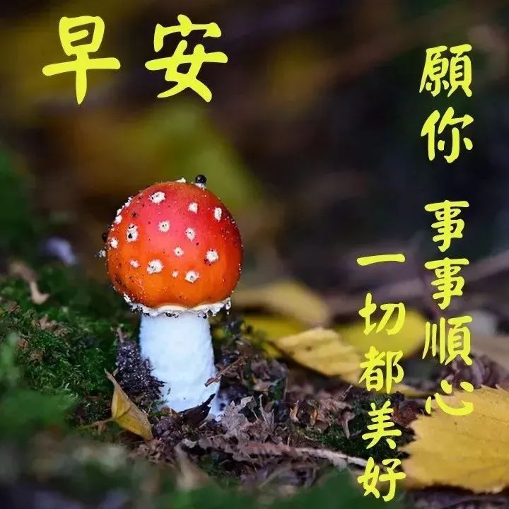 温馨的早上好祝福朋友早安句子,漂亮的早安问候表情图片