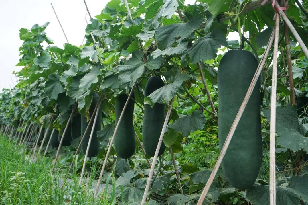 佛山,黑毛节瓜,张槎沙口笋,盐步秋茄,冬瓜,三水,米粉,高明,濑粉,邵毅