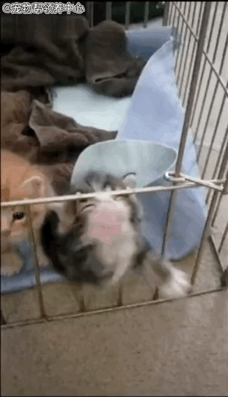 笼门大开,小奶猫竟扑腾半天,放朕出去!