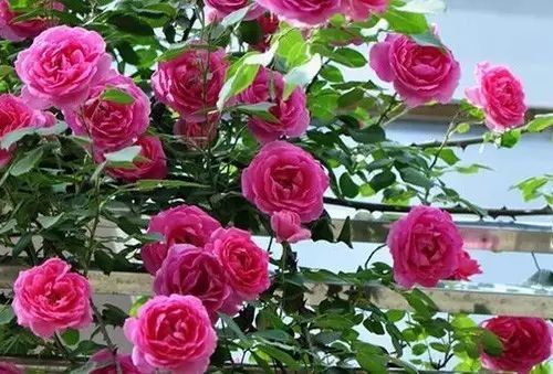 给月季吃条鱼,来年花开满盆,花期长达200天,你也试试!