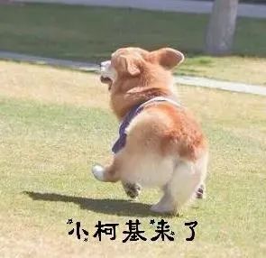 铲屎官,汪星人,狗狗,遛狗