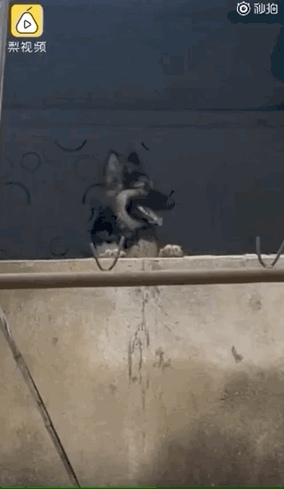 德牧犬被遗弃拆迁楼，医护隔空喂食一年多……获救时的模样让人心疼