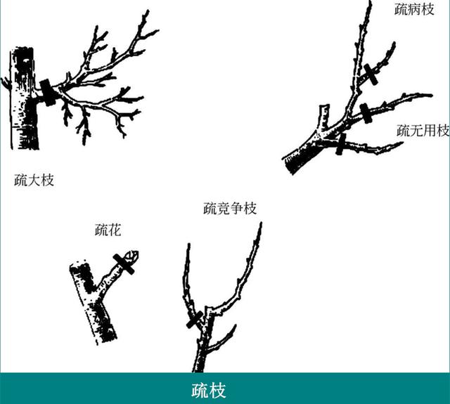 苹果树冬季修剪常用6个方法