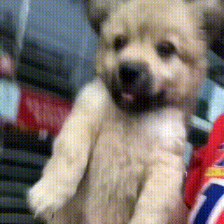 虚张声势的超凶流浪狗,被救后秒变怂,颜值不输品种犬!