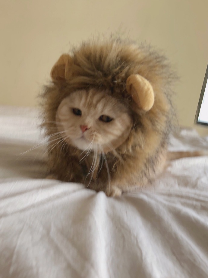 猫咪,狮子,可爱,搞怪,喵星人