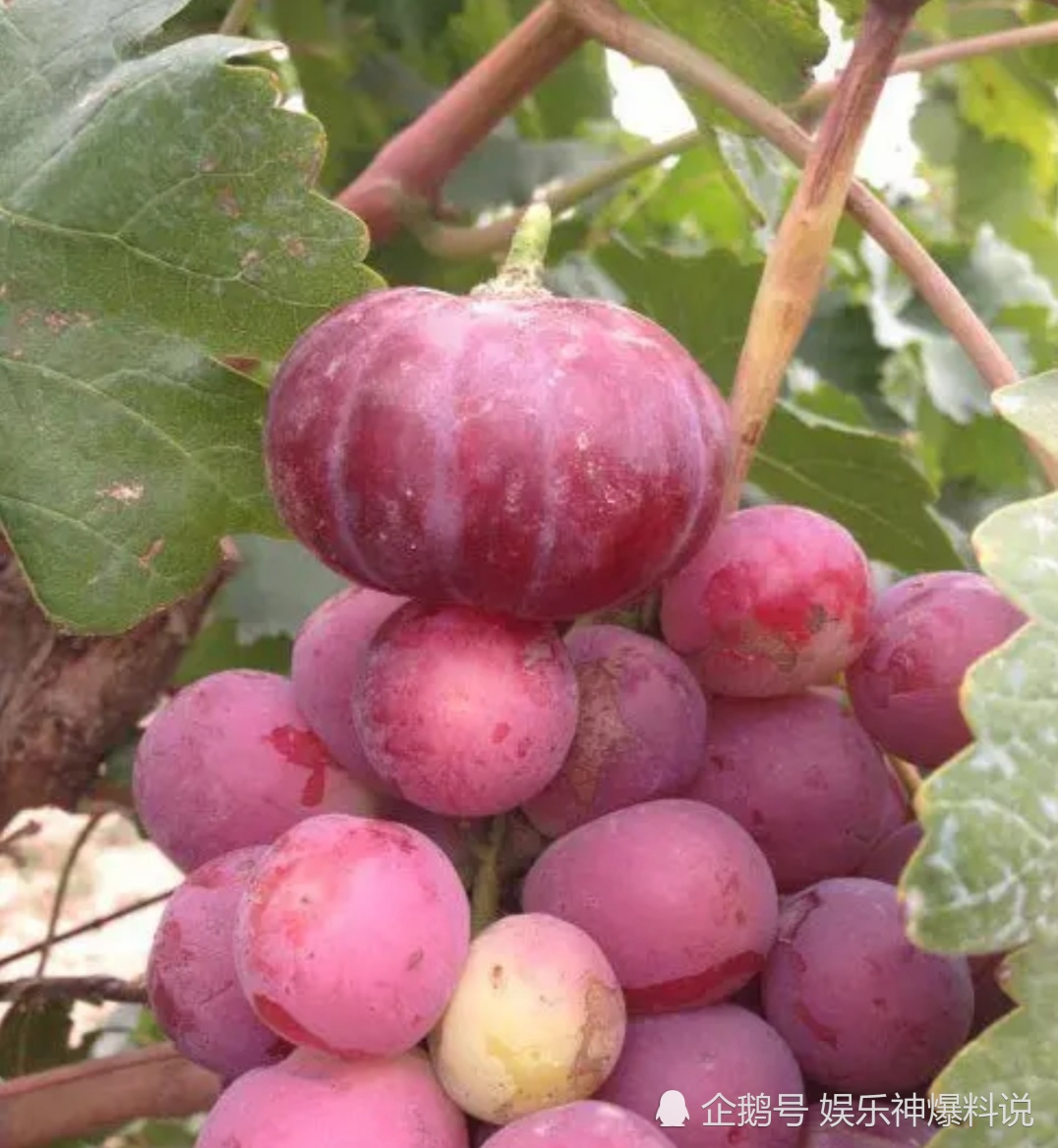 搞笑趣图:第一次吃大闸蟹,这样没错吧!