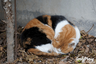 流浪猫是所谓的“奸臣”吗？