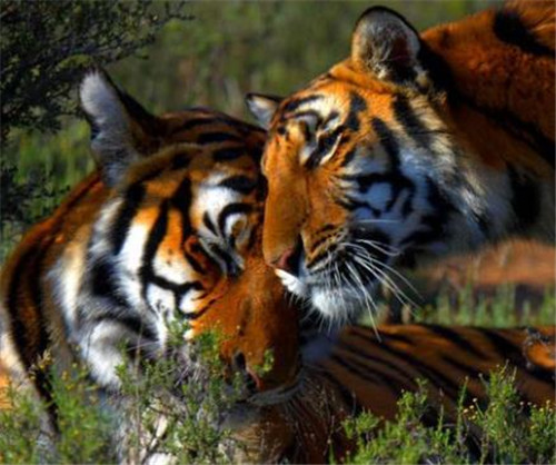 17年前,中国将5只华南虎放到非洲驯养,如今它们都怎样