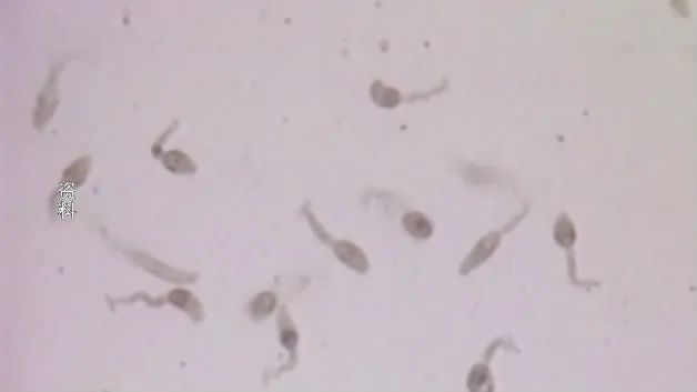 血吸虫病是一种慢性寄生虫病,主要通过寄生在钉螺上的幼虫尾蚴进行